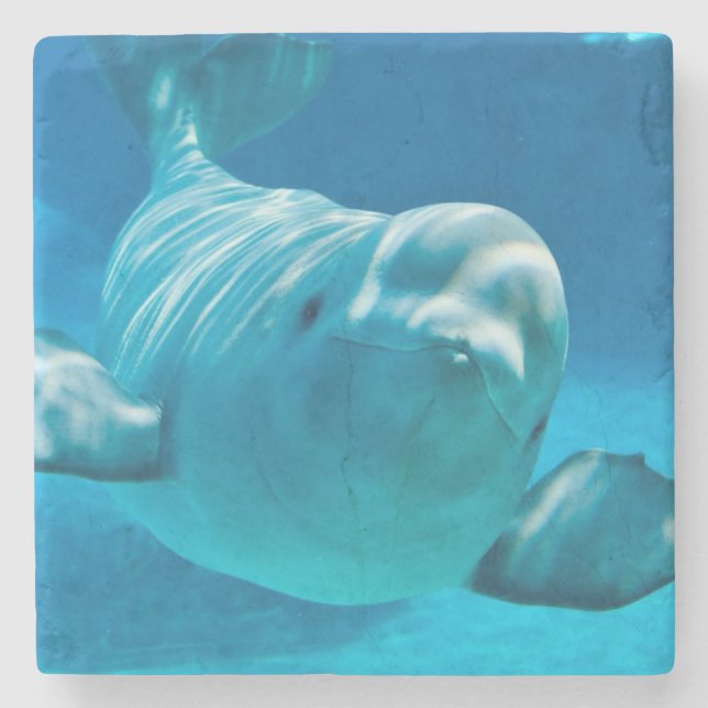 Posavasos De Piedra Ballena de la beluga (Anverso)