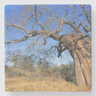 Posavasos De Piedra Baobab (Adansonia Digitata), Kruger National