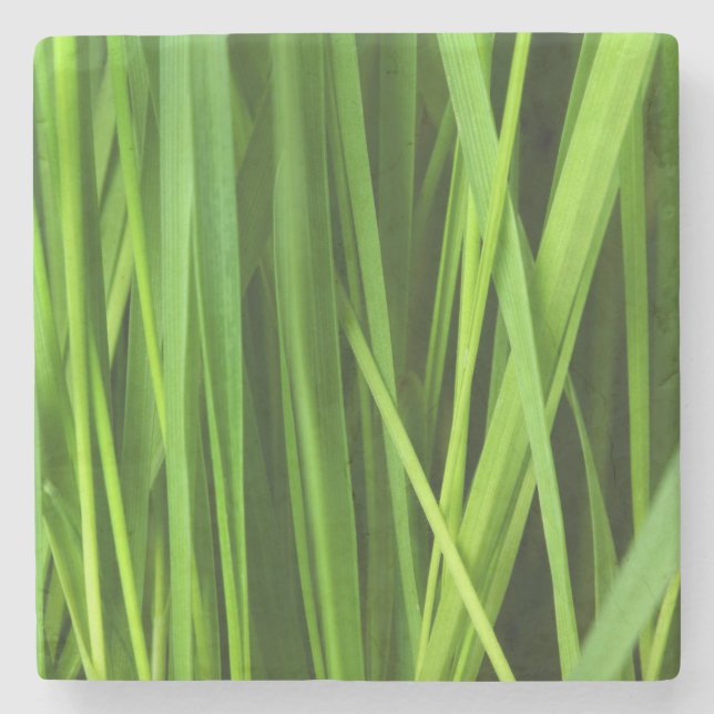 Posavasos De Piedra Barras de hierba (Anverso)