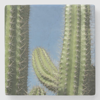 Posavasos De Piedra Barrel Cactus I Desert Photo