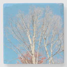 Posavasos De Piedra Barren Trees