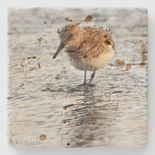 Posavasos De Piedra Beach Bird Photo Stone Coaster (Anverso)