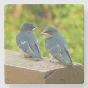 Posavasos De Piedra Bebé Traga fotografías de aves naturales