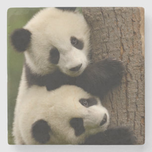 Posavasos De Piedra Bebés de panda gigante (Ailuropoda melanoleuca) 2