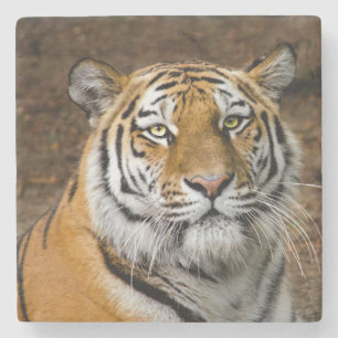 Posavasos De Piedra Bella tigre