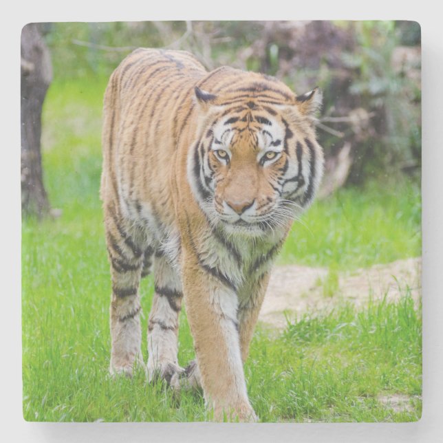 Posavasos De Piedra Bella tigre (Anverso)