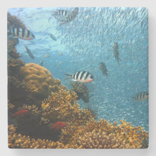 Posavasos De Piedra Belleza subacuática, peces y corales