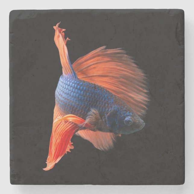 Posavasos De Piedra Betta Fish de media luna (Anverso)