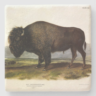 Posavasos De Piedra Bison Americano, o Búfalo (Bison bison) - Audubon