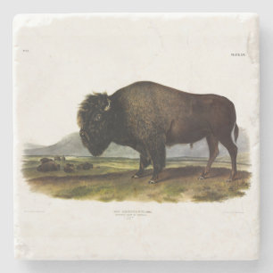 Posavasos De Piedra Bison Americano, o Búfalo (Bison bison) - Audubon