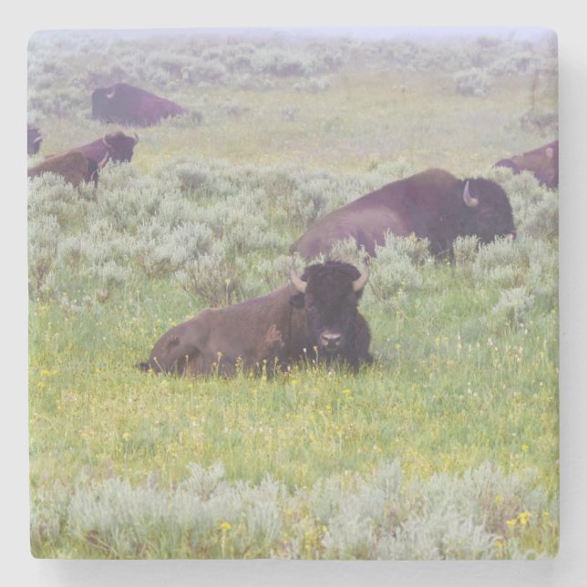 Posavasos De Piedra Bison Coaster (Anverso)