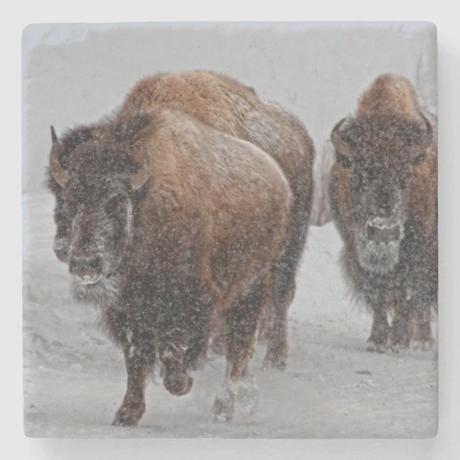 Posavasos De Piedra Bisonte de Yellowstone (Anverso)