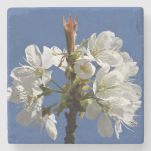 Posavasos De Piedra Bloom de Primavera Blanca