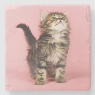 Posavasos De Piedra Bonito en gatito rosado