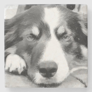 POSAVASOS DE PIEDRA BORDER COLLIE