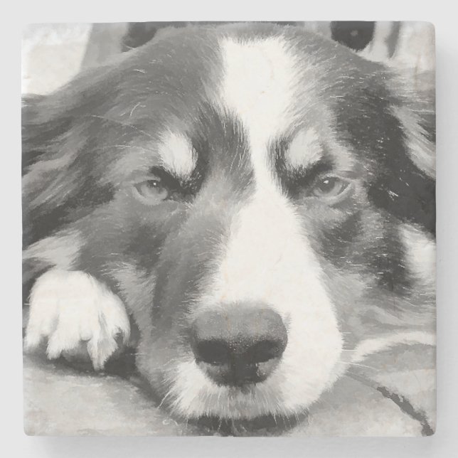 POSAVASOS DE PIEDRA BORDER COLLIE (Anverso)