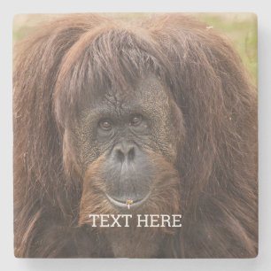 Posavasos De Piedra Borneo Orangutan Beautiful Photography