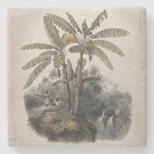 Posavasos De Piedra Bosque Antiguo de Árboles de Plátano Tropical   Bo