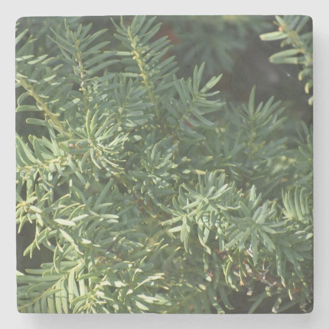 Posavasos De Piedra Bosque de Pino (Anverso)