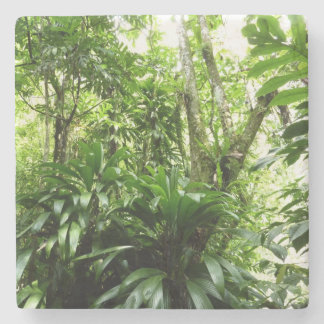 Posavasos De Piedra Bosque lluvioso dominicano I Naturaleza tropical v