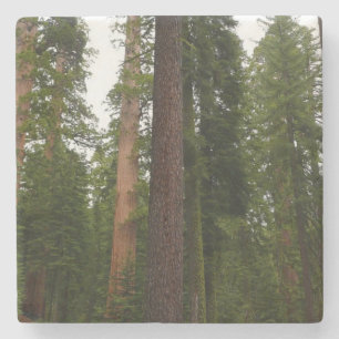 Posavasos De Piedra Bosque Mariposa en el Parque Nacional Yosemite