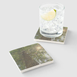 Posavasos De Piedra Bosque Pacífico Con Luz Dorada Foto De La Naturale