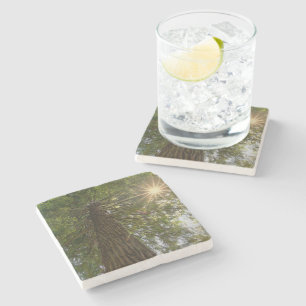 Posavasos De Piedra Bosque Pacífico Con Luz Dorada Foto De La Naturale