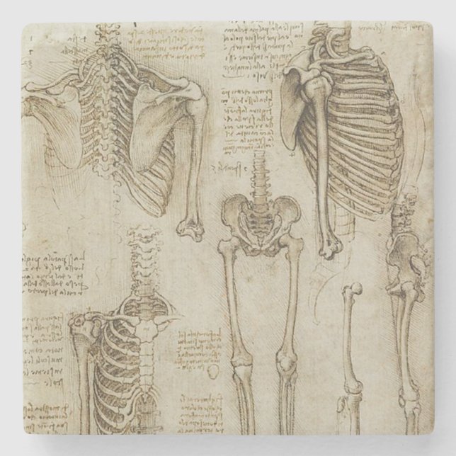 Posavasos De Piedra Bosquejos esqueléticos humanos de la anatomía de (Anverso)