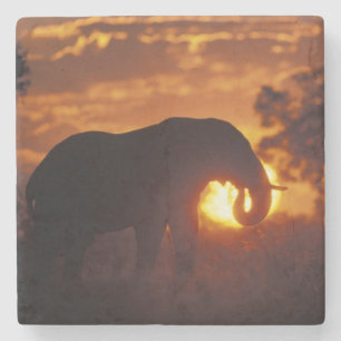 Posavasos De Piedra Botswana, Parque Nacional Chobe, Elefante macho