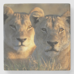 Posavasos De Piedra Botswana, Parque Nacional Chobe, Leonesas