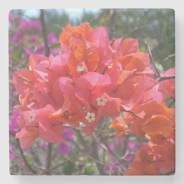 Posavasos De Piedra Bougainvillea rosa tropical (Anverso)