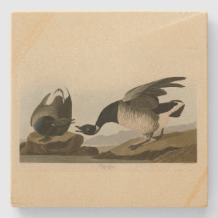 Posavasos De Piedra Brant Goose (Brant) de Audubon Birds of America