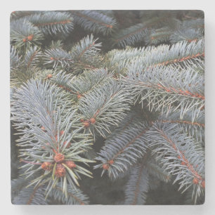 Posavasos De Piedra brotes de árbol de abetos
