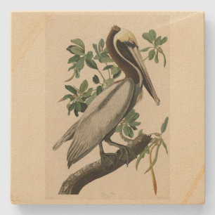 Posavasos De Piedra Brown Pelican de los pájaros de América de Audubon