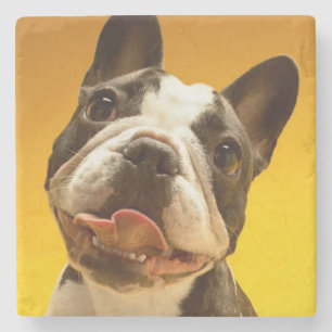Posavasos De Piedra Bulldog francés que mira para arriba