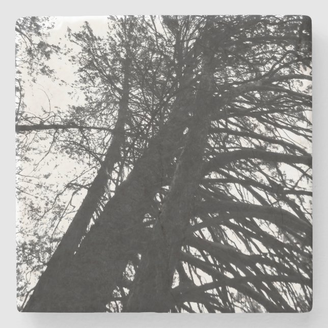 Posavasos De Piedra Buscar en los árboles (Anverso)