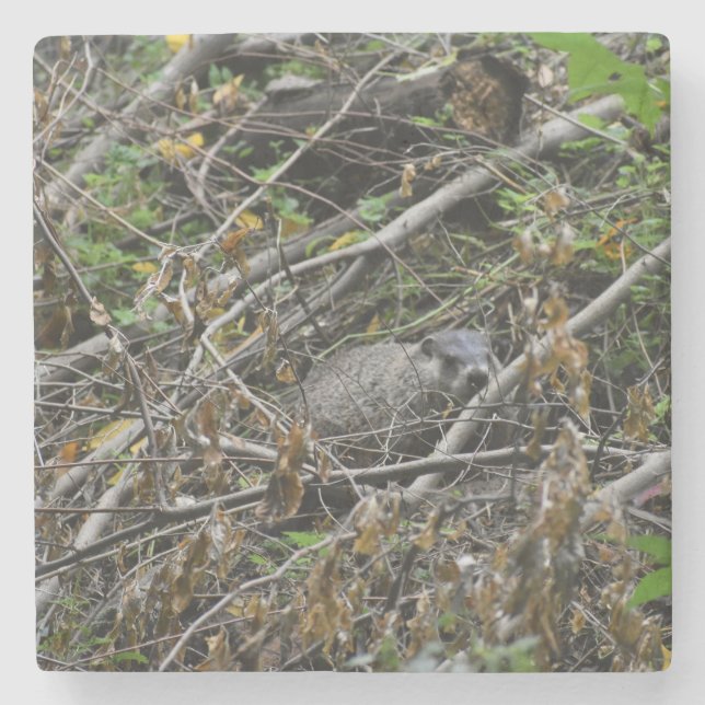 Posavasos De Piedra Busy Beaver (Anverso)