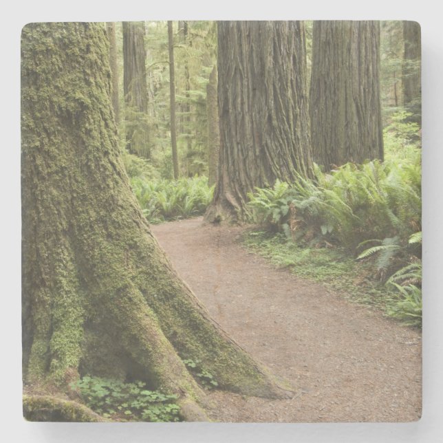 Posavasos De Piedra CA, Parque Estatal Jedediah Smith, Simpson-Reed (Anverso)