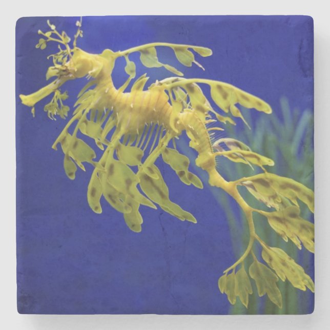 Posavasos De Piedra Caballo de mar (Anverso)