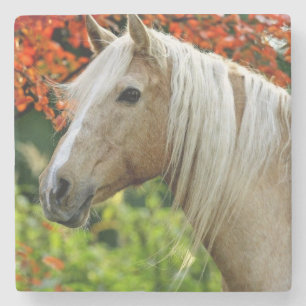 Posavasos De Piedra Caballo de proyecto hermoso del Palomino