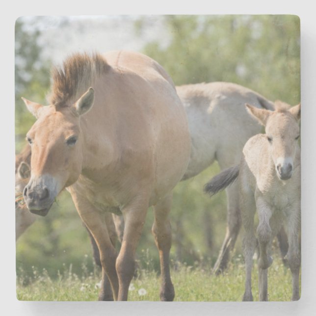 Posavasos De Piedra Caballo de Przewalski y potro caminando (Anverso)