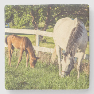 Posavasos De Piedra Caballo Hermoso y Potro en Pradera Verde