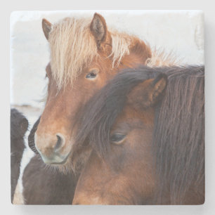 Posavasos De Piedra Caballo islandés durante el invierno en Islandia