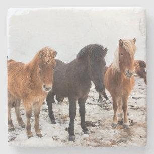 Posavasos De Piedra Caballo islandés durante el invierno en Islandia