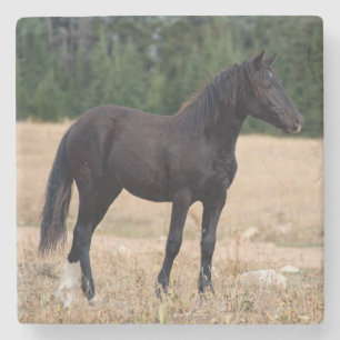 Posavasos De Piedra Caballo salvaje
