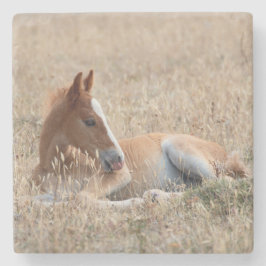 Posavasos De Piedra Caballo salvaje de Wild Mustang Foal