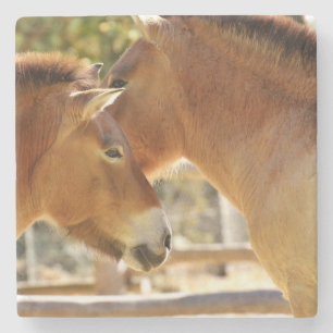 Posavasos De Piedra Caballos hermosos
