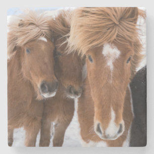 Posavasos De Piedra Caballos islandeses acarician, Islandia