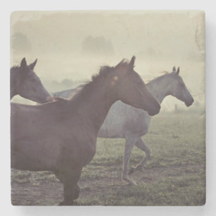 Posavasos De Piedra Caballos salvajes