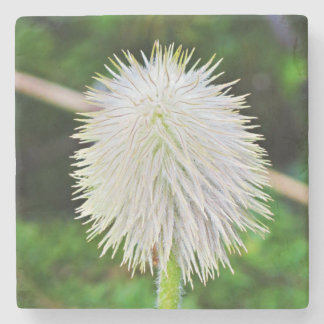 Posavasos De Piedra Cabeza de semilla blanca de Pasqueflower de Washin